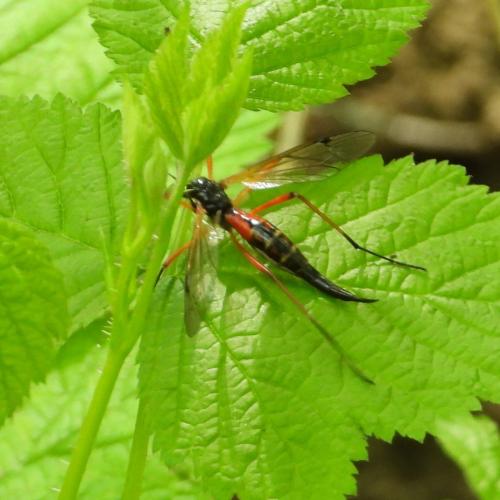 Tanyptera sp.
